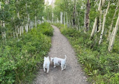 Holly's dogs, Ciro and Fergus, on the trail