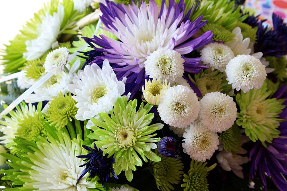 Photo of colorful flowers